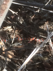 Lampropeltis multifasciata