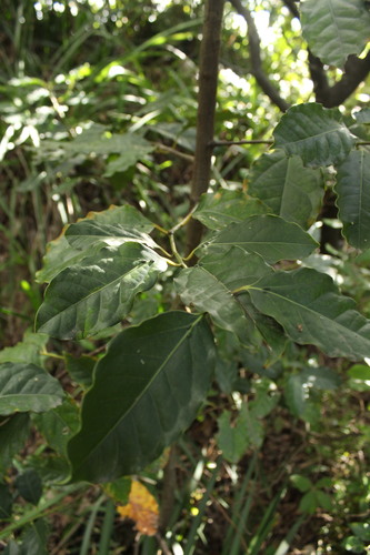 Image of Ocotea bullata by (c) Corne Brink, some rights reserved (CC BY-SA)