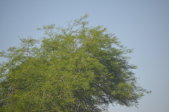 Prosopis