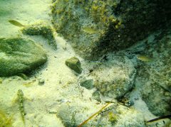 Acanthopagrus butcheri