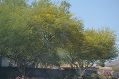 Parkinsonia