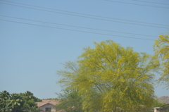Parkinsonia