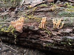 Artomyces austropiperatus