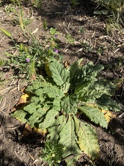 Mandragora autumnalis