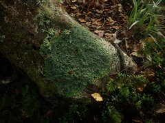 Pannaria xanthomelana