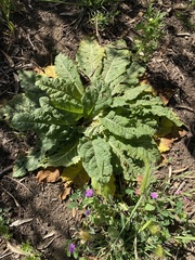 Mandragora autumnalis