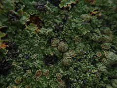 Pannaria xanthomelana