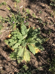 Mandragora autumnalis