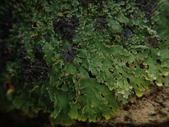 Pannaria xanthomelana