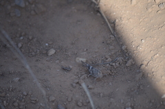 Trimerotropis pallidipennis