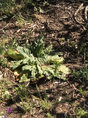 Mandragora autumnalis