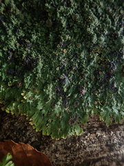 Pannaria xanthomelana