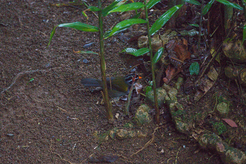 Orange-billed Sparrow (Arremon aurantiirostris), photo 7