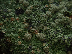 Pannaria xanthomelana