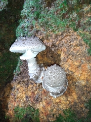 Amanita cinereoannulosa