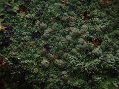 Pannaria xanthomelana