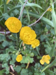 Ranunculus