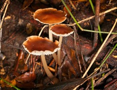Rhodocollybia incarnata