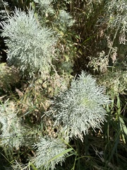 Artemisia arborescens