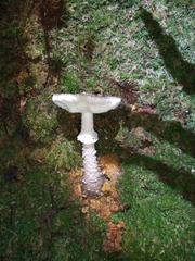 Amanita cinereoannulosa