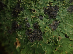 Pannaria xanthomelana