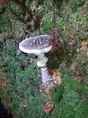 Amanita cinereoannulosa