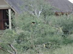 Vidua regia