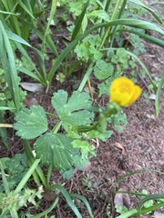 Ranunculus