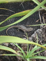 Sceloporus megalepidurus