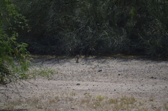 Sylvilagus audubonii