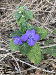 Barleria obtusa