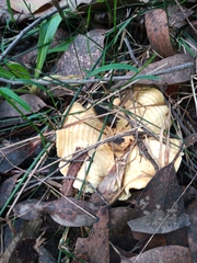 Multifurca stenophylla