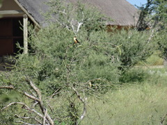 Vidua regia