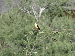 Vidua regia