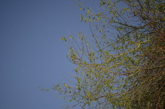 Parkinsonia florida