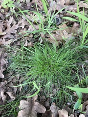 Cyperus gracilis