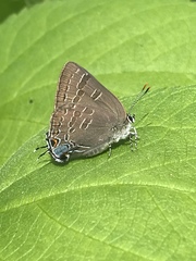 Satyrium caryaevorus