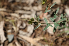 Crotalaria brevis