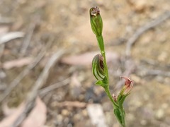 Pterostylis clivosa