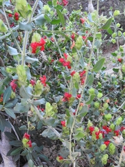 Petalidium bracteatum