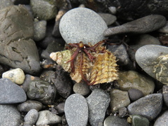 Trichotropis cancellata