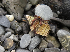 Trichotropis cancellata