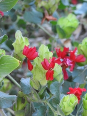 Petalidium bracteatum