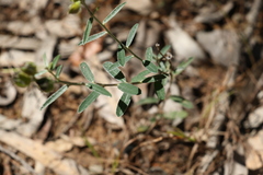 Crotalaria brevis