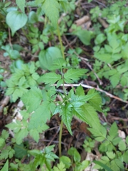 Osmorhiza purpurea