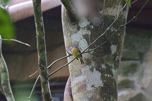Tawny-chested Flycatcher (Aphanotriccus capitalis), photo 9