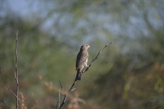 Haemorhous mexicanus