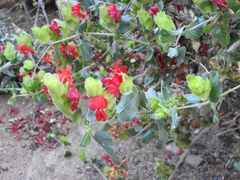 Petalidium bracteatum