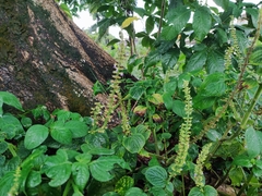 Coleus monostachyus