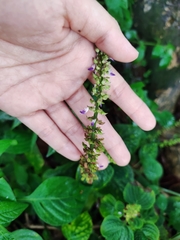 Coleus monostachyus